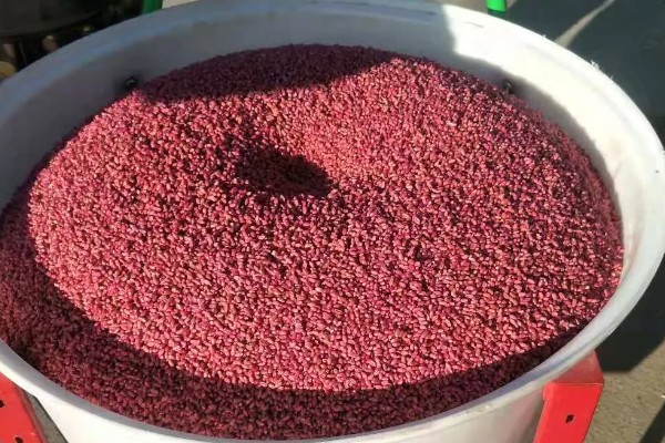 小麦根腐病的危害特征，会导致根系腐烂、死亡