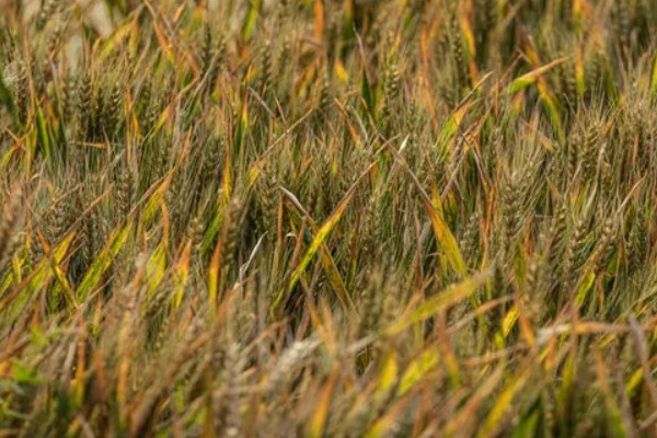 小麦根腐病的危害特征，会导致根系腐烂、死亡