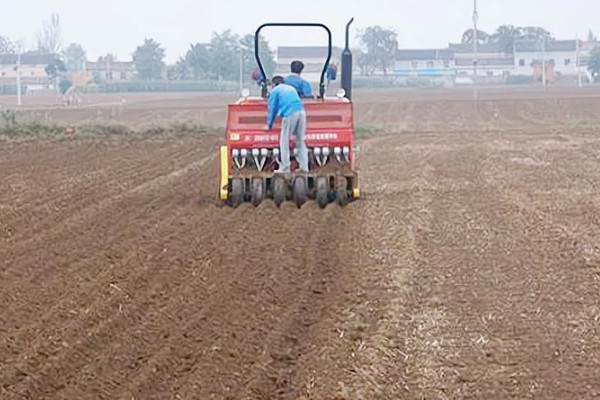 小麦根腐病的危害特征，会导致根系腐烂、死亡