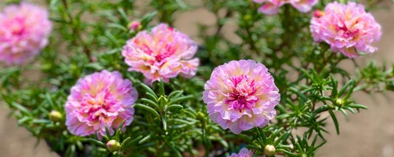 太阳花怎么修剪，剪除干枯发黄的枝叶可促进生长