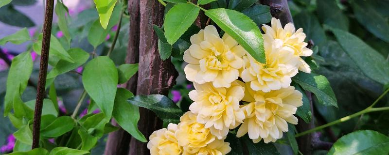 木香花与蔷薇花有什么区别，习性、产地、株型等方面均不同
