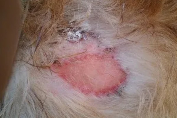 狗狗花粉过敏的症状,容易引起咳嗽、打喷嚏等