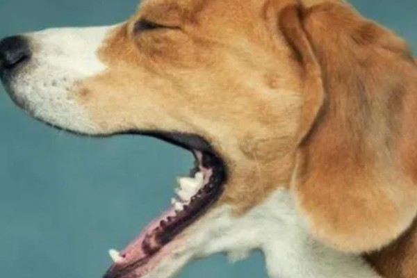 狗狗花粉过敏的症状,容易引起咳嗽、打喷嚏等