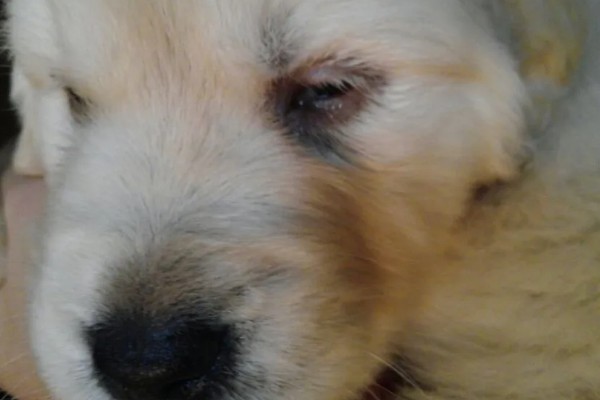 狗狗花粉过敏的症状,容易引起咳嗽、打喷嚏等