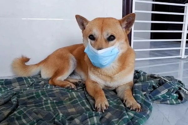 狗狗花粉过敏的症状,容易引起咳嗽、打喷嚏等