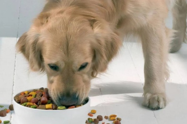 狗狗花粉过敏的症状,容易引起咳嗽、打喷嚏等