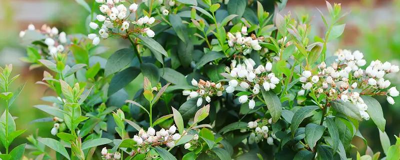 蓝莓花坐果和没坐果的区别，坐果后花冠会脱落