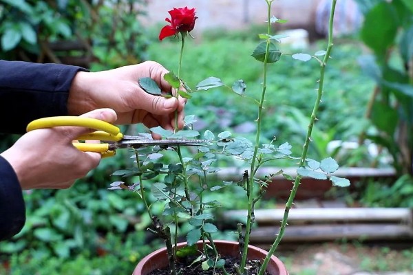 月季花如何养殖,通常以薄肥勤施原则为主