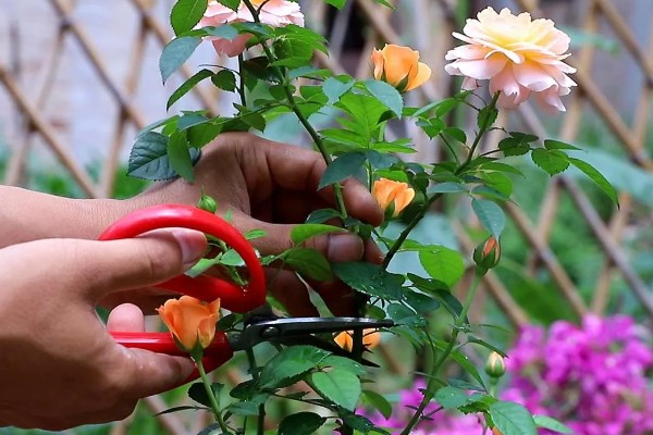 月季花如何养殖,通常以薄肥勤施原则为主