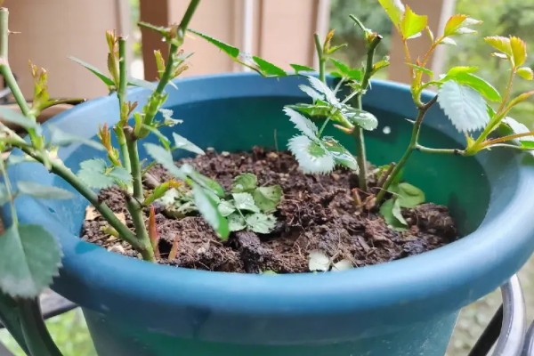 月季花如何养殖,通常以薄肥勤施原则为主