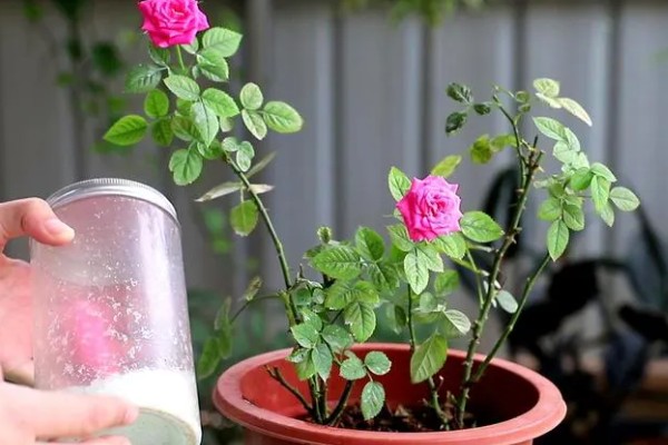 月季花如何养殖,通常以薄肥勤施原则为主