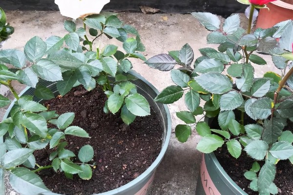 月季花如何养殖,通常以薄肥勤施原则为主