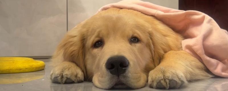 狗狗拉血便的原因，可能是胃肠及内脏疾病所致