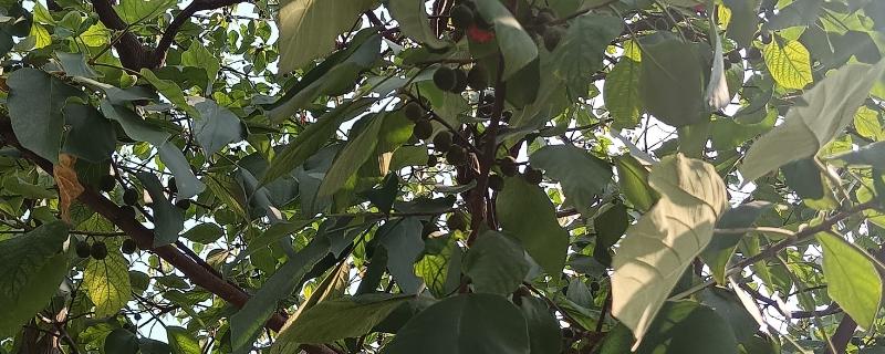 褚树有哪些作用,具有观赏作用