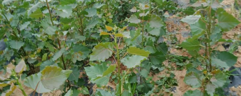 107速生杨的种植密度,每亩地大约种植3000-4000株