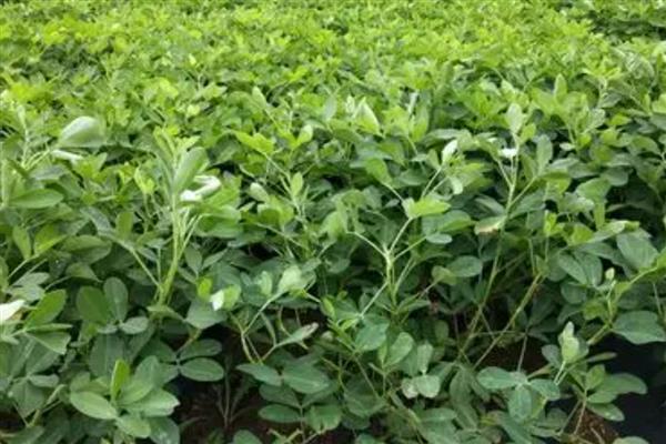 花生花期的管理技术，浇水施肥可结合病虫害防治同时进行