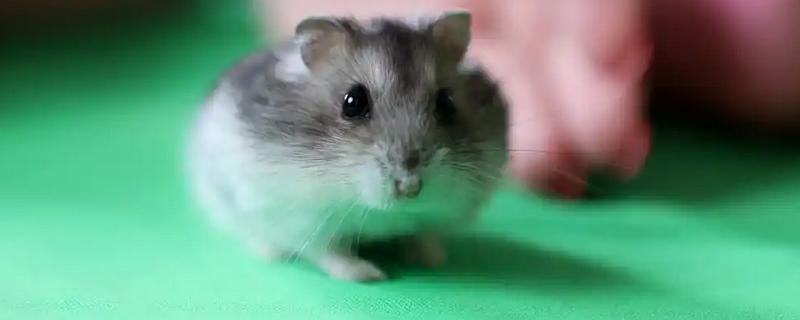 仓鼠的食物，花生、瓜子、菜叶等种类均可饲喂