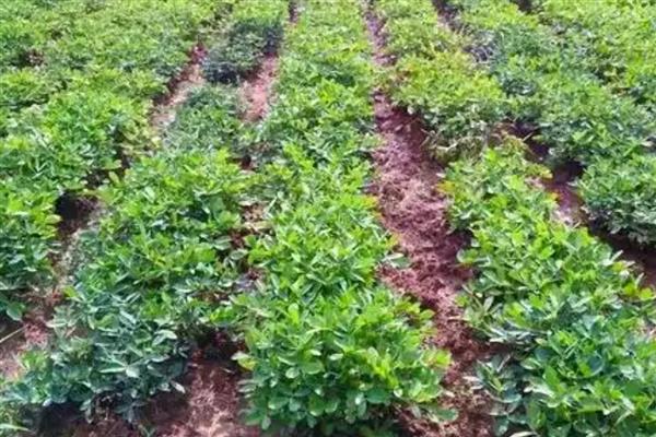 花生花期的管理技术，浇水施肥可结合病虫害防治同时进行