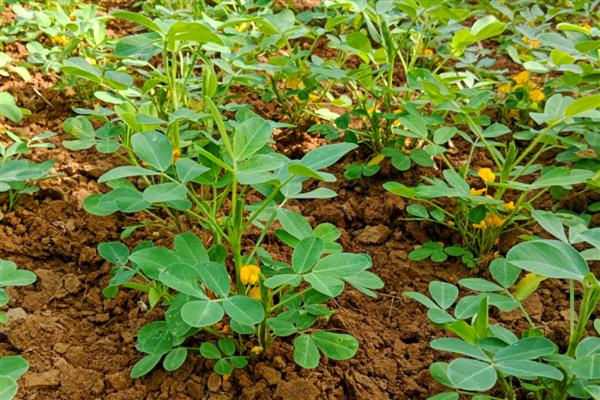 花生花期的管理技术，浇水施肥可结合病虫害防治同时进行