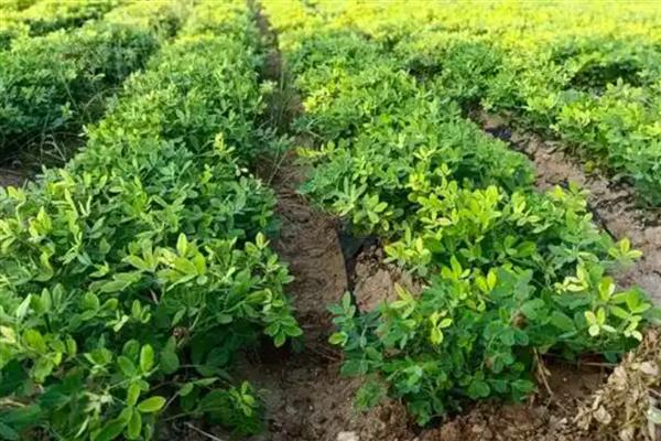 花生花期的管理技术，浇水施肥可结合病虫害防治同时进行