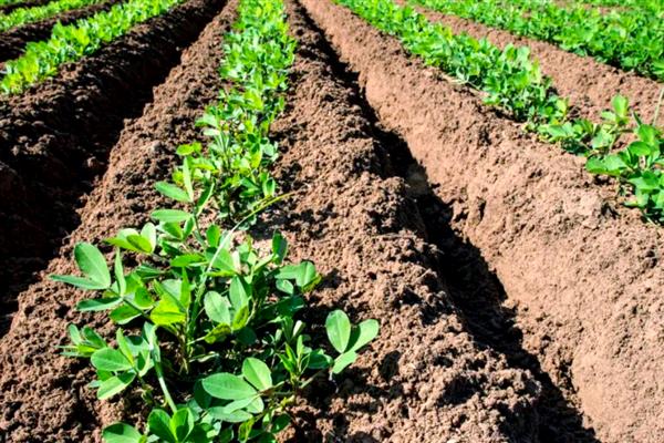 花生花期的管理技术，浇水施肥可结合病虫害防治同时进行