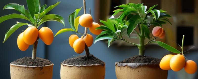 芒果盆栽多少年才能结果，一般需要4-7年