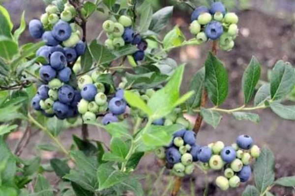 蓝莓是生长在地上还是树上，蓝莓是生长在树上的