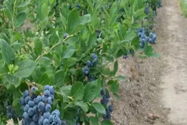 蓝莓是生长在地上还是树上，蓝莓是生长在树上的