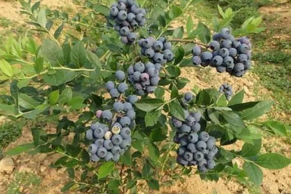 蓝莓是生长在地上还是树上，蓝莓是生长在树上的