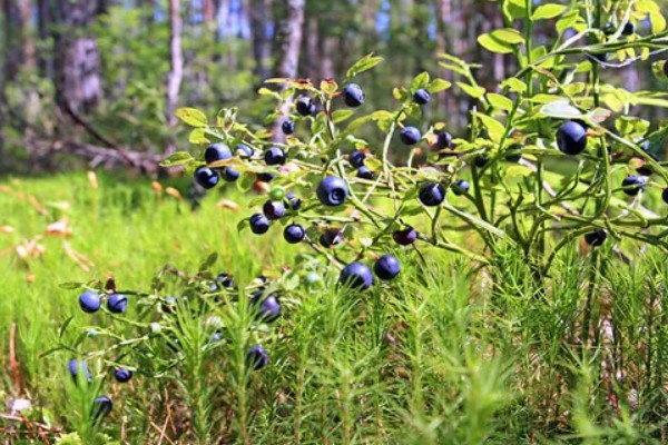 蓝莓是生长在地上还是树上，蓝莓是生长在树上的
