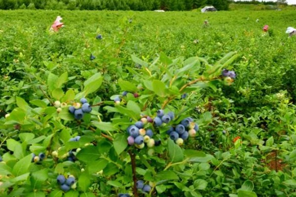 蓝莓是生长在地上还是树上，蓝莓是生长在树上的