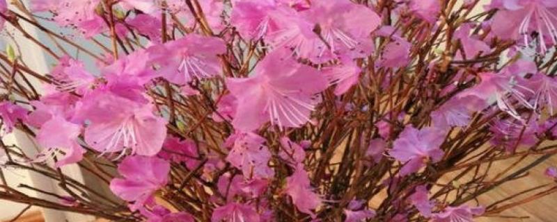 干枝杜鹃怎么养，适宜生长在温暖的环境中