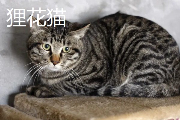 中华田园猫的品种，常见的有狸花猫、三花猫