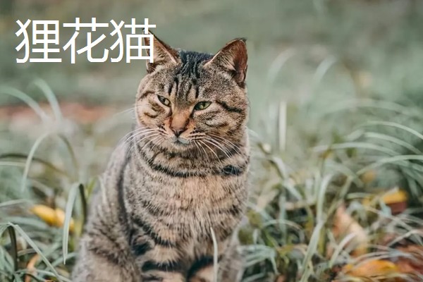 中华田园猫的品种，常见的有狸花猫、三花猫