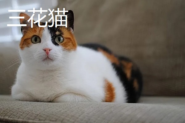 中华田园猫的品种，常见的有狸花猫、三花猫