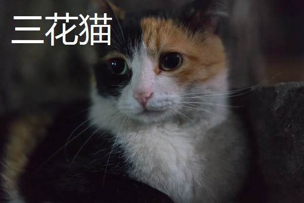 中华田园猫的品种，常见的有狸花猫、三花猫