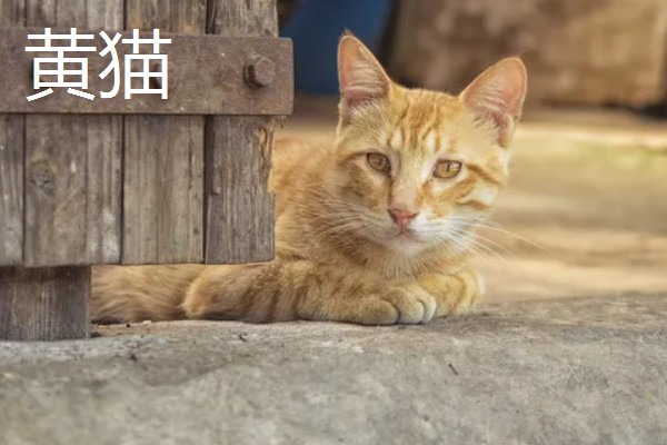 中华田园猫的品种，常见的有狸花猫、三花猫