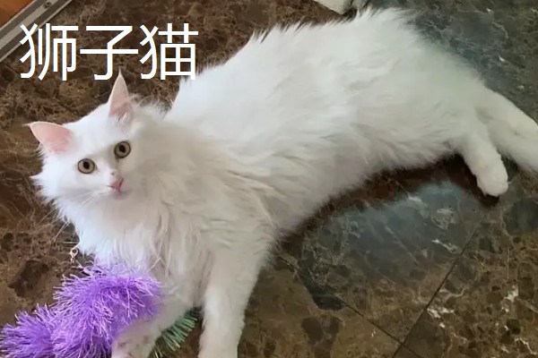 中华田园猫的品种，常见的有狸花猫、三花猫