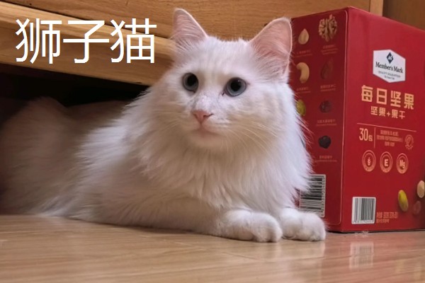 中华田园猫的品种，常见的有狸花猫、三花猫