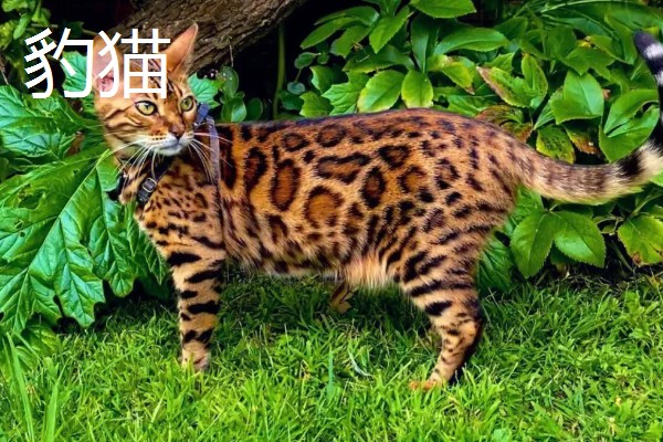 中华田园猫的品种，常见的有狸花猫、三花猫