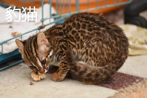 中华田园猫的品种，常见的有狸花猫、三花猫