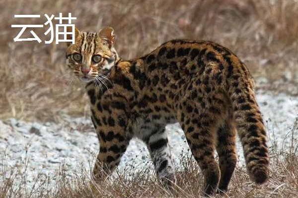 中华田园猫的品种，常见的有狸花猫、三花猫