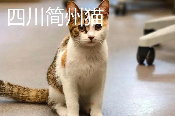 中华田园猫的品种，常见的有狸花猫、三花猫