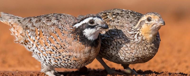 朝鲜鹌鹑简介，是由朝鲜采用日本鹌鹌培育而成