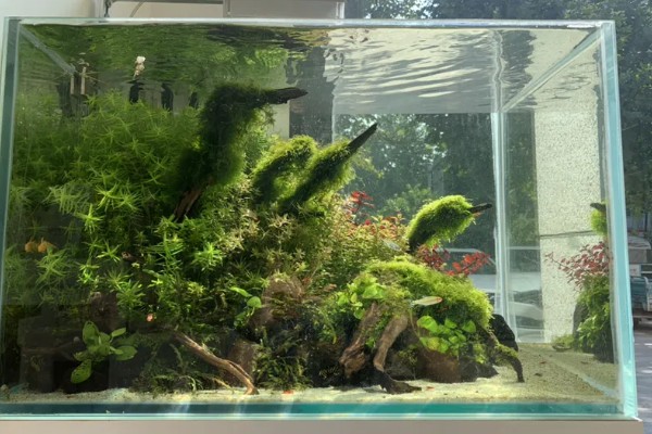 60草缸二氧化碳一秒几泡，二氧化碳一秒1-2泡就可以了