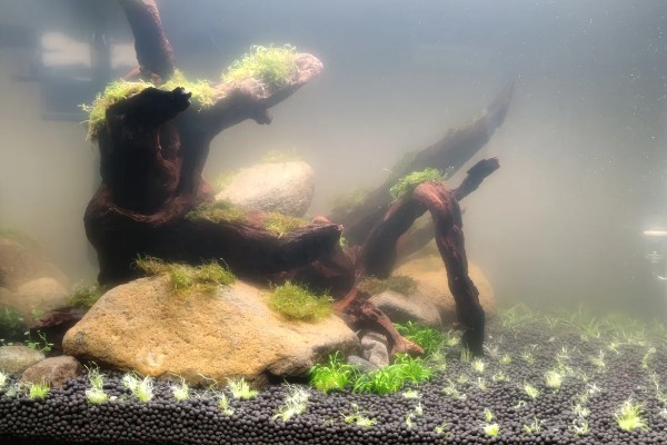 60草缸二氧化碳一秒几泡，二氧化碳一秒1-2泡就可以了