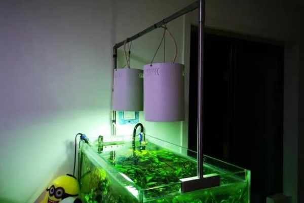 60草缸二氧化碳一秒几泡，二氧化碳一秒1-2泡就可以了