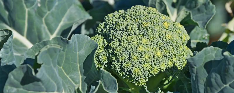 西兰花的花语，寓意期待、简单等