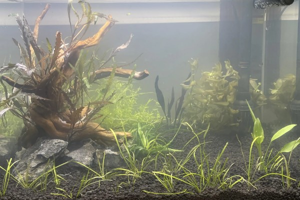 60草缸二氧化碳一秒几泡，二氧化碳一秒1-2泡就可以了