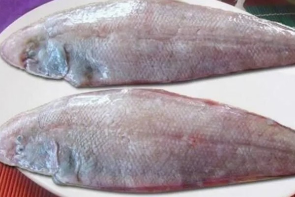 龙利鱼是不是巴沙鱼,二者并非是同一个品种